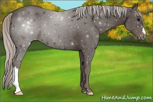 Horse Color:Silver Black Appaloosa 