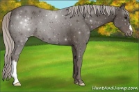 Horse Color:Silver Black Appaloosa 