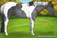 Horse Color:Black Tobiano 