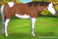 Horse Color:Bay Splash Appaloosa 