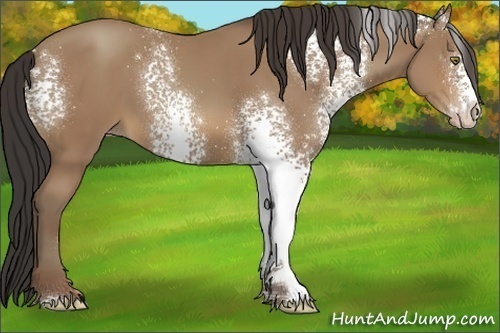 Horse Color:White Spotted Sable Champagne 