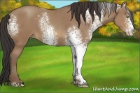 Horse Color:White Spotted Sable Champagne