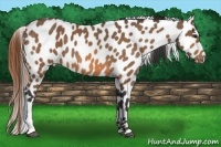 Horse Color:Buckskin Leopard