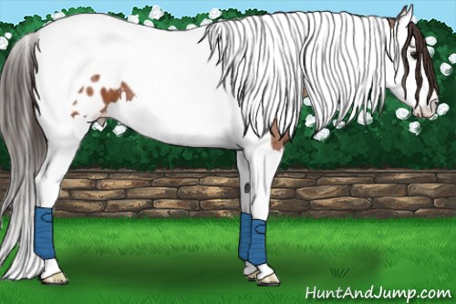Horse Color:Bay Splash Tobiano Blanket 