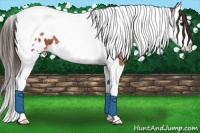 Horse Color:Bay Splash Tobiano Blanket 