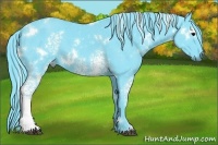 Horse Color:ERROR: UNKNOWN ANOMALY