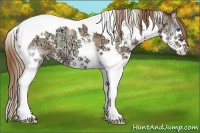 Horse Color:White Spotted Brown Ice Pearl Onyx Splash Tobiano Appaloosa
