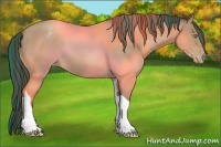Horse Color:Painted Sable Champagne Sabino Tobiano Appaloosa 