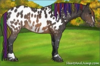 Horse Color:Painted Buckskin Sabino Appaloosa 