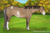Horse Color:Liver Red Dun Sabino Appaloosa Rabicano