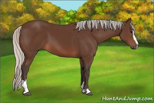 Horse Color:Silver Brown Sabino 