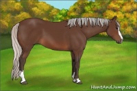 Horse Color:Silver Brown Sabino 