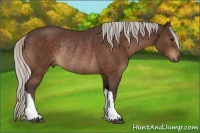 Horse Color:Silver Bay Rabicano