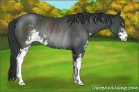 Horse Color:Black Sabino Rabicano 