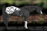 Horse Color:Black Appaloosa 