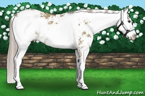 Horse Color:Chocolate Palomino Dun Sabino Rabicano