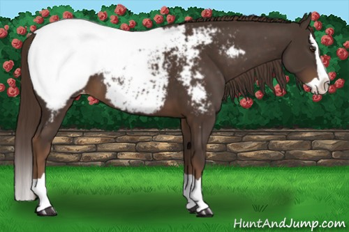 Horse Color:Liver Chestnut Splash Appaloosa 