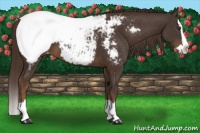 Horse Color:Liver Chestnut Splash Appaloosa 