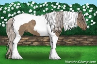 Horse Color:Silver Grullo Tobiano 