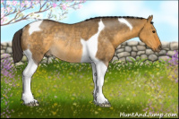 Horse Color:Buckskin Dun Tobiano Rabicano 