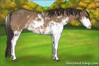 Horse Color:Bay Dun Sabino Appaloosa Rabicano