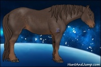 Horse Color:Liver Chestnut Sabino