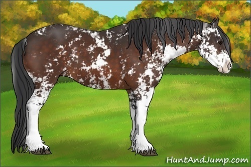 Horse Color:Bay Sabino