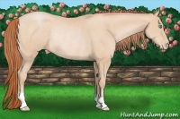 Horse Color:Buckskin Pearl Rabicano