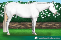 Horse Color:Buckskin Tobiano Appaloosa