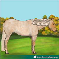 Horse Color:Palomino Roan Rabicano