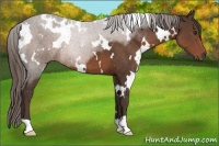 Horse Color:White Spotted Liver Chestnut 