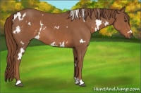 Horse Color:White Spotted Chestnut 