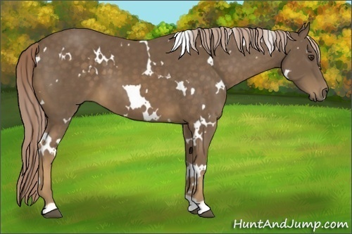 Horse Color:White Spotted Chocolate Palomino