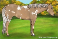 Horse Color:White Spotted Palomino 