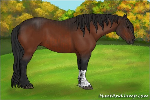 Horse Color:Bay  and Gray Bay 