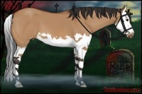 Horse Color:Bay Dun Splash 