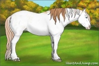 Horse Color:Sable Champagne Pearl Sabino Splash Varnish 