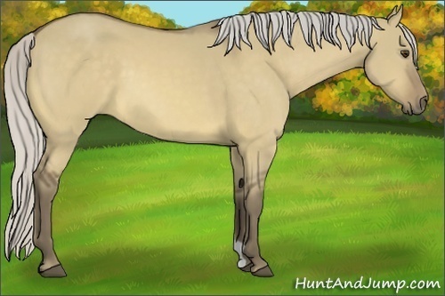 Horse Color:Silver Buckskin Dun