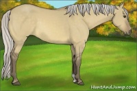 Horse Color:Silver Buckskin Dun 