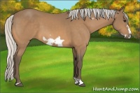 Horse Color:Silver Buckskin Frame 