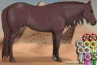 Horse Color:Chocolate Black