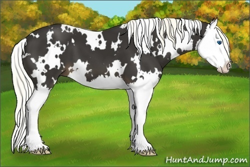 Horse Color:White Spotted Liver Chestnut Splash 