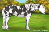 Horse Color:White Spotted Liver Chestnut Splash