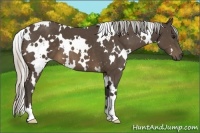 Horse Color:White Spotted Silver Brown