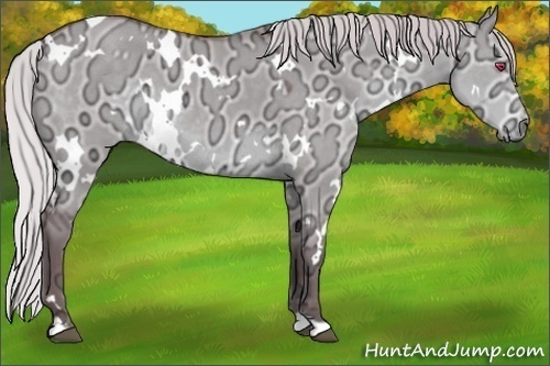 Horse Color:White Spotted Chocolate Silver Smoky Grullo Chinchilla Ice 