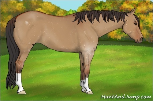 Horse Color:Brown Dun 