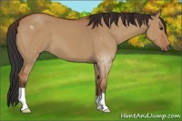 Horse Color:Brown Dun 