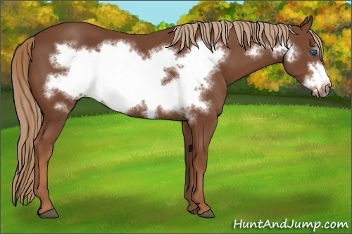 Horse Color:Chestnut Frame 