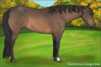Horse Color:Buckskin 