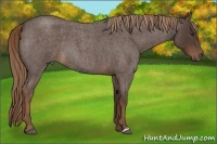 Horse Color:Liver Red Roan 